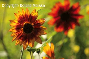 Sissinhorst Blume