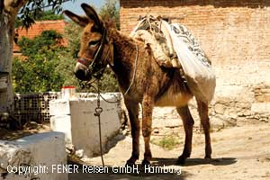 Esel im Dorf Alt-Datca in der T&uuml;rkei