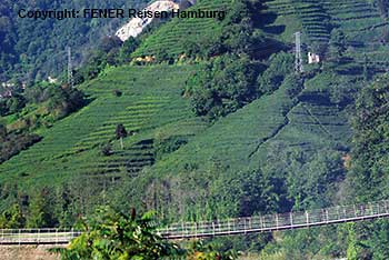 Teepantage an der t&uuml;rkischen Schwarzmeerk&uuml;ste bei Rize